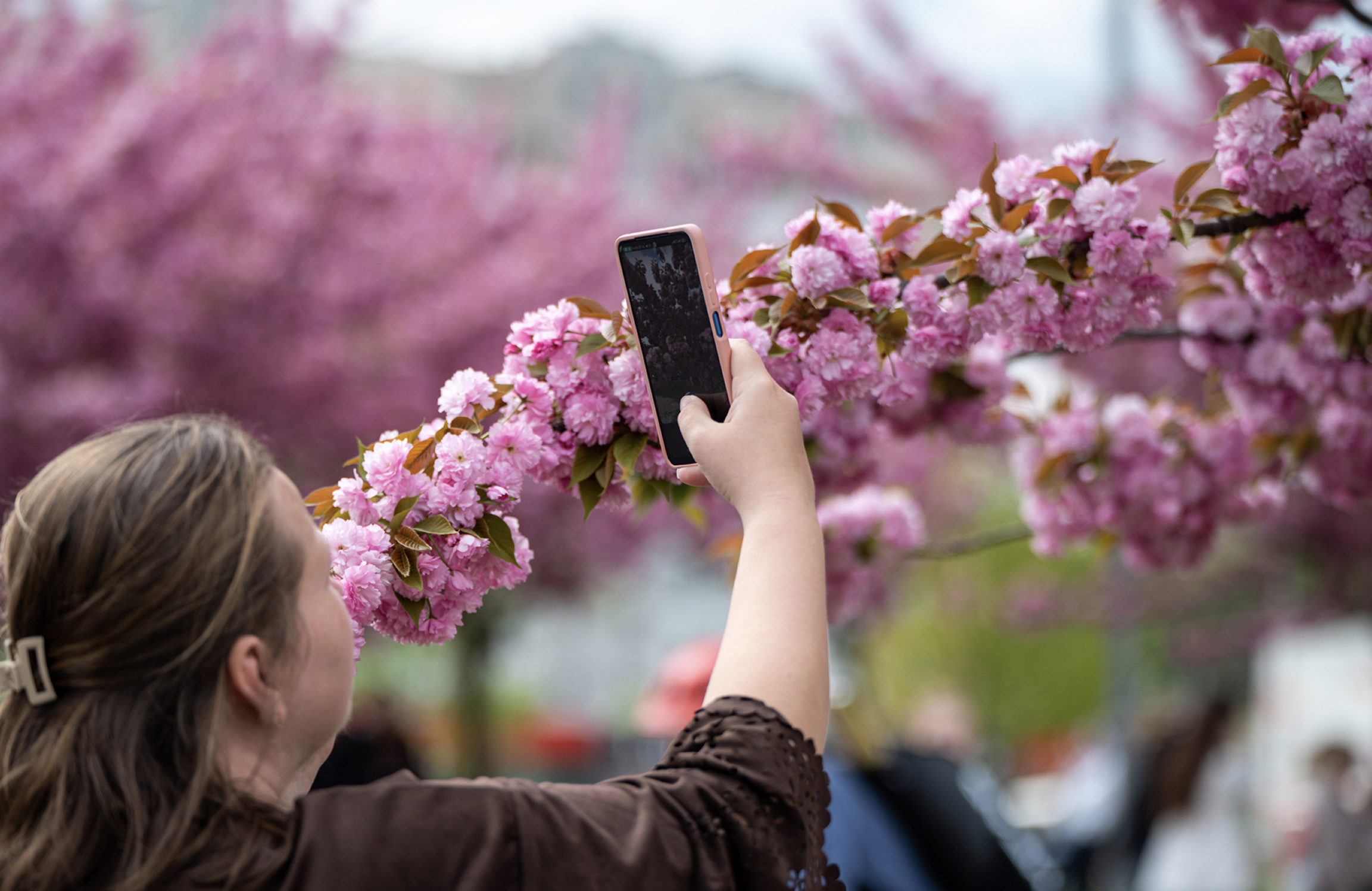 Успейте на сакуры: как доехать до Ужгорода и Мукачево, где искать самые красивые локации